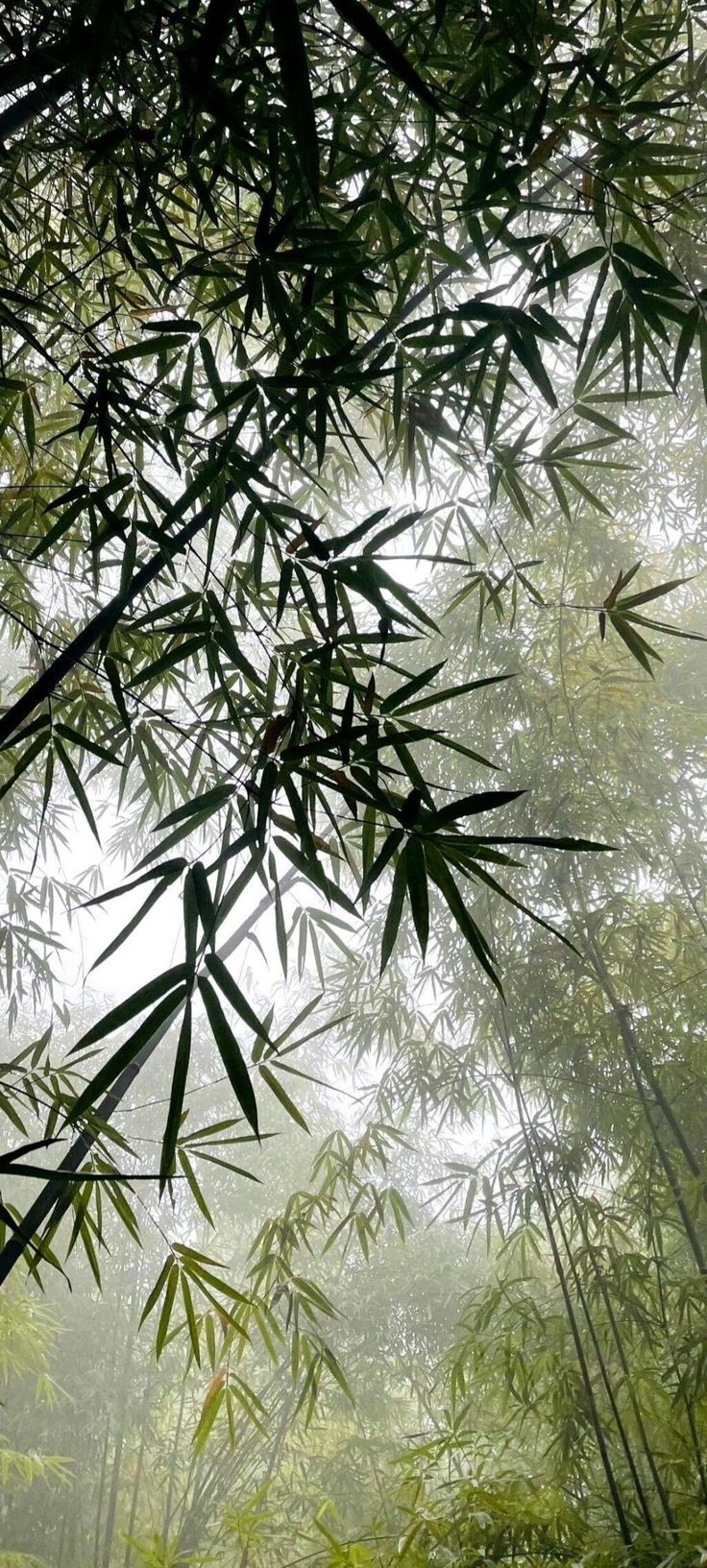 Bamboo leaves seen from below in a misty canopy