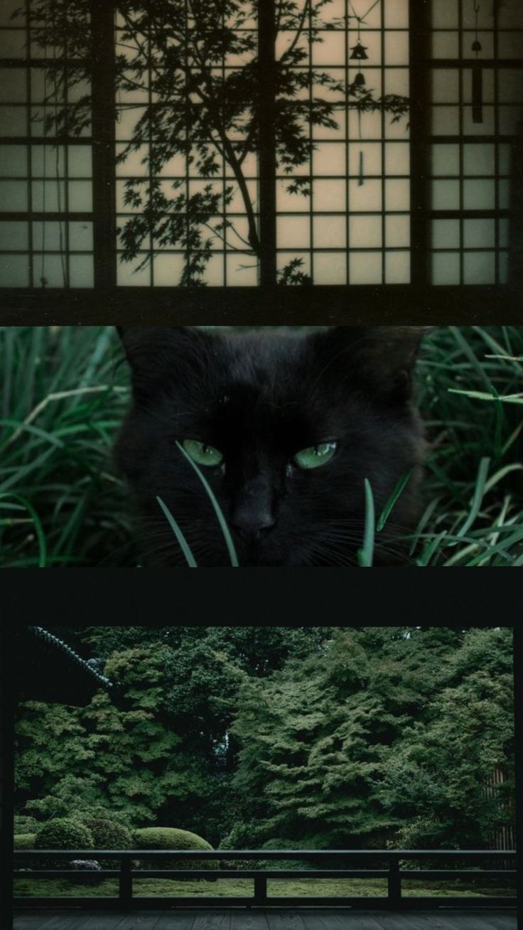 A dark green collage with a window, a black cat, and a garden view
